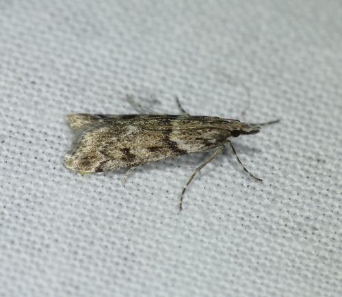Réf. 253 231 : Eudonia angustea